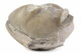 Bargain, Enrolled Asaphus Trilobite - Russia #363255-1